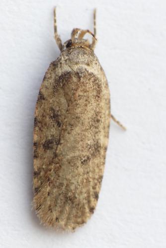 Réf. 180 900 : Agonopterix curvipunctosa